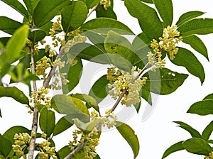 Sweet Osmanthus flower