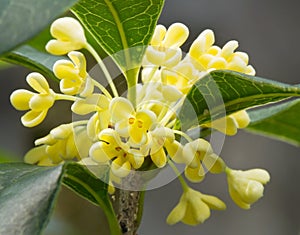Sweet Osmanthus flower