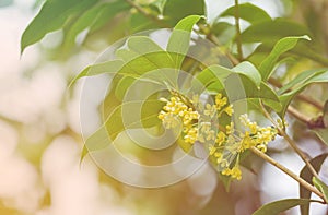 Sweet osmanthus flowers