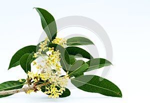 Sweet osmanthus flowers