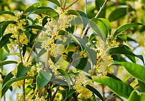 Sweet osmanthus flowers