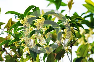 Sweet osmanthus flowers