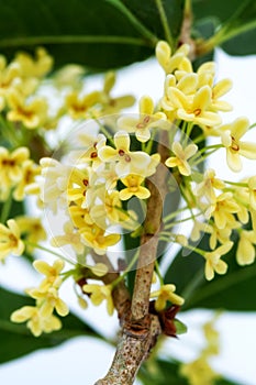 Sweet osmanthus flowers