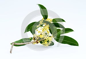 Sweet osmanthus flowers photo