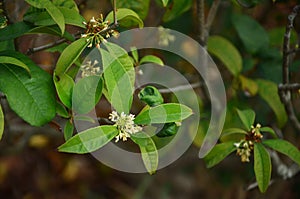 Sweet osmanthus flowers and green leaves in spring