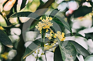 Sweet osmanthus fragrans