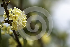 Sweet Osmanthus or Sweet olive flowers blossom