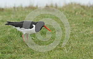 A pretty Oystercatcher, Haematopus ostralegus, serching for food in a field on a dark rainy day in the UK.