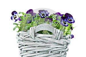 Sweet Pansies in Plait Basket -Shallow DOF