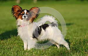 Sweet papillon puppy