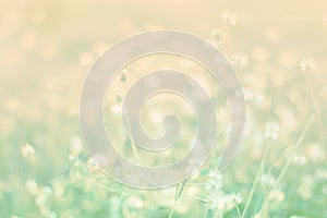 Sweet and pastel color  flower ,Soft and blurry focus photo in vintage style,blurry image