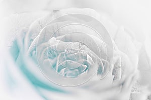 Sweet pastel color roses flower in soft and blur style
