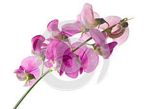 Sweet pea photo