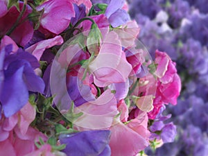 Sweet pea photo