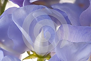 Sweet pea background