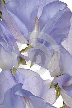 Sweet pea background