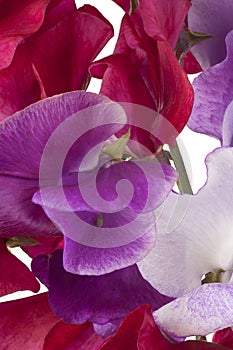 Sweet pea background
