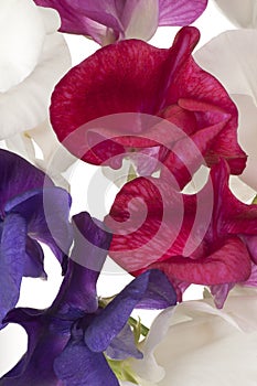 Sweet pea background