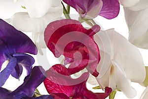Sweet pea background
