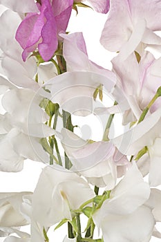 Sweet pea background
