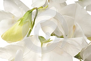 Sweet pea background