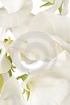 Sweet pea background