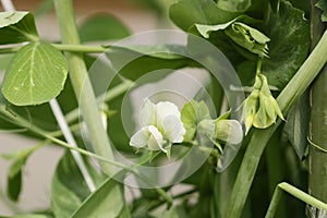 Sweet pea bloom