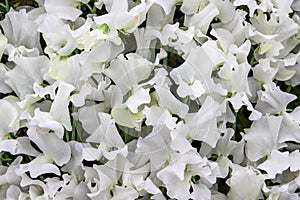 Sweet pea Cathy Wright Lathyrus oderatus