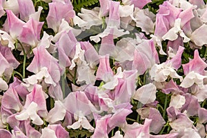 Sweet pea Charlie Bear Lathyrus oderatus