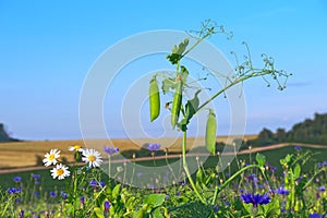 Sweet pea field