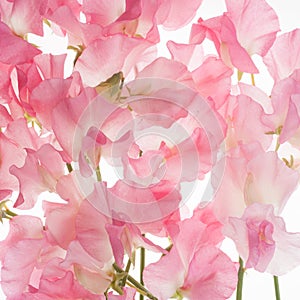 Sweet pea flower background photo