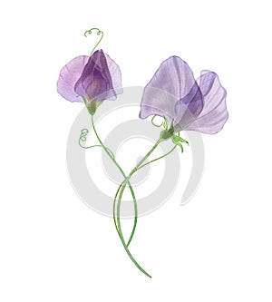 Sweet pea flower bouquet isolated on white Watercolor transparent botanical illustration Spring blossom Romantic floral