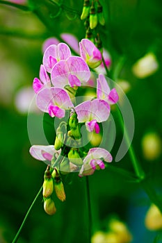 Sweet pea flower