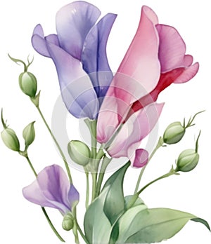 Sladký hrášek květina akvarel malování z sladký hrášek květina. 