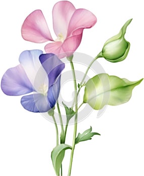 Sweet Pea flower, watercolor painting of a Sweet Pea flower. AI-Generated.