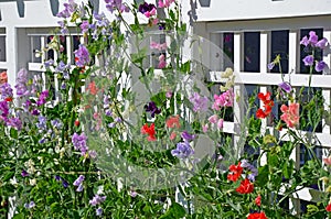 Sweet pea flowers