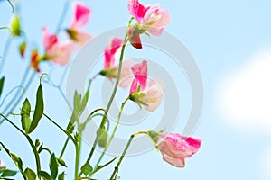 sweet pea flowers against blue sky