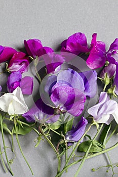 Sweet Pea flowers against a grey background
