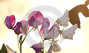 Sweet pea flowers in the garden