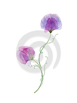 Sweet pea flowers isolated on white Spring delicate floral composition Watercolor romantic botanical illustration Colorful