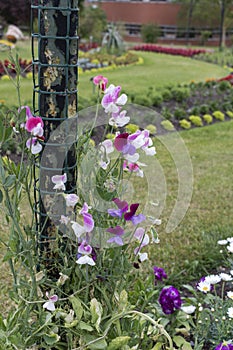 Sweet Pea Flowers - Lathyrus latifolius.