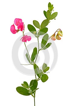 Sweet pea flowers (Lathyrus odoratus)