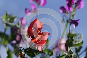 Sweet pea flowers pastel colours with blue sky background