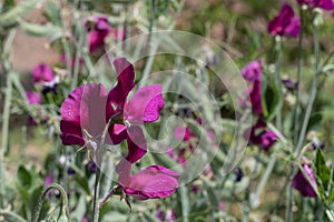 Sweet pea flowers with pea pods on natural background