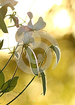 Sweet pea flowers and seed pods in the garden