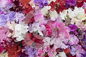 Sweet pea flowers in shades of pink