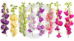 Sweet pea hanging group plants isolated on white background