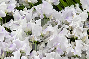 Sweet pea Hellen Millar Lathyrus oderatus
