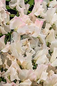 Sweet pea Kiera Madeline Lathyrus oderatus