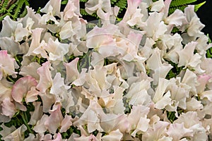 Sweet pea Kiera Madeline Lathyrus oderatus